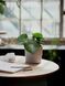 Горшок для цветов IKEA NYPON Диаметр - 12 см Серый 403.956.17 403.956.17 ➜ Пакуємо МИ📦 фото 2