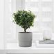 Горшок для цветов IKEA NYPON Диаметр - 9 см Серый 003.956.19 003.956.19 ➜ Пакуємо МИ📦 фото 4