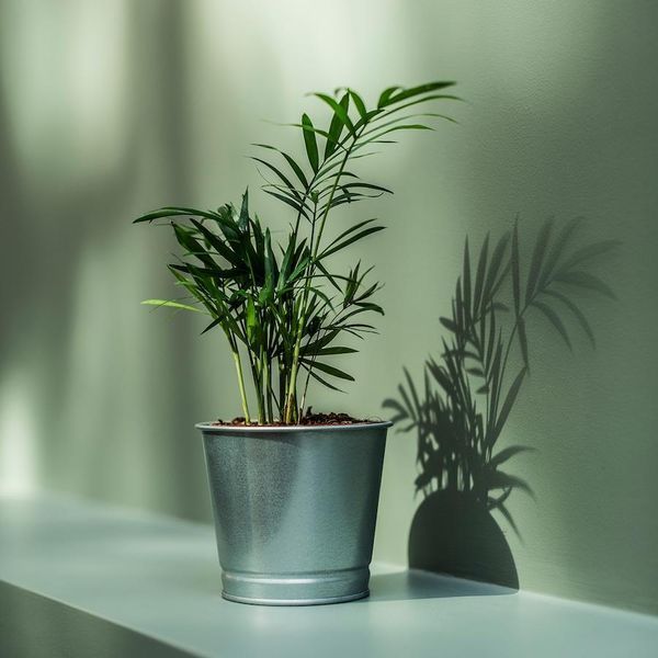 Горшок для цветов IKEA BINTJE Диаметр - 9 см Серебристый 803.341.27 803.341.27 ➜ Пакуємо МИ📦 фото