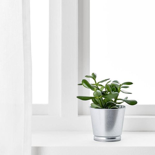 Горшок для цветов IKEA BINTJE Диаметр - 9 см Серебристый 803.341.27 803.341.27 ➜ Пакуємо МИ📦 фото
