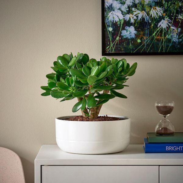 Рослина в горщику IKEA CRASSULA OVATA Діаметр - 22 см 104.853.70 104.853.70 ➜ Пакуємо МИ📦 фото