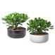 Рослина в горщику IKEA CRASSULA OVATA Діаметр - 22 см 104.853.70 104.853.70 ➜ Пакуємо МИ📦 фото 1