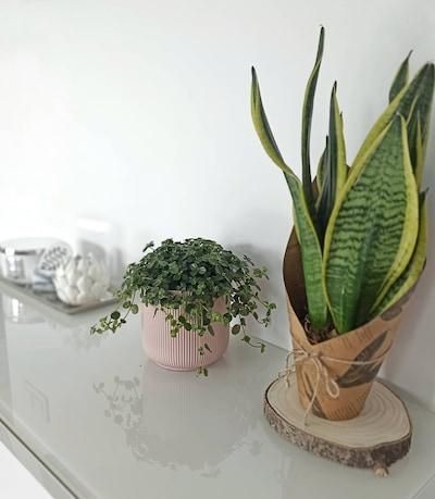 Горшок для цветов IKEA GRADVIS Высота - 12 см Розовый 604.140.78 604.140.78 ➜ Пакуємо МИ📦 фото