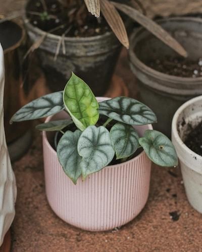 Горшок для цветов IKEA GRADVIS Высота - 12 см Розовый 604.140.78 604.140.78 ➜ Пакуємо МИ📦 фото