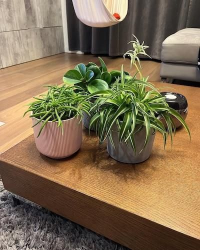 Горшок для цветов IKEA GRADVIS Высота - 12 см Розовый 604.140.78 604.140.78 ➜ Пакуємо МИ📦 фото
