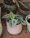 Горшок для цветов IKEA GRADVIS Высота - 12 см Розовый 604.140.78 604.140.78 ➜ Пакуємо МИ📦 фото 4