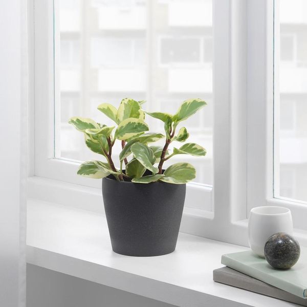 Горшок для цветов IKEA PERSILLADE Диаметр - 12 см Керамический 003.157.26 003.157.26 ➜ Пакуємо МИ📦 фото