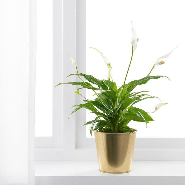 Горшок для цветов IKEA DAIDAI Диаметр - 12 см Золотистый 703.594.20 703.594.20 ➜ Пакуємо МИ📦 фото
