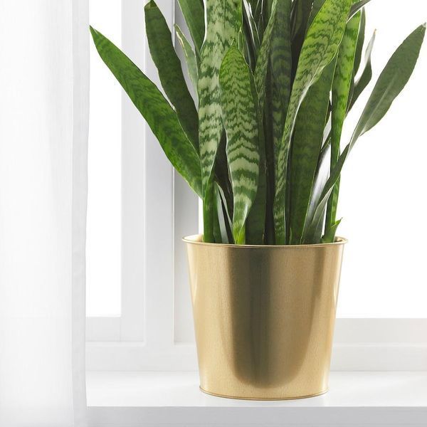 Горшок для цветов IKEA DAIDAI Диаметр - 19 см Золотистый 903.594.19 903.594.19 ➜ Пакуємо МИ📦 фото Горшок для цветов IKEA DAIDAI Диаметр - 19 см Золотистый 903.594.19 903.594.19 ➜ Пакуємо МИ📦 фото