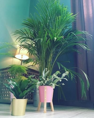 Горшок для цветов IKEA DAIDAI Диаметр - 9 см Золотистый 703.594.01 703.594.01 ➜ Пакуємо МИ📦 фото