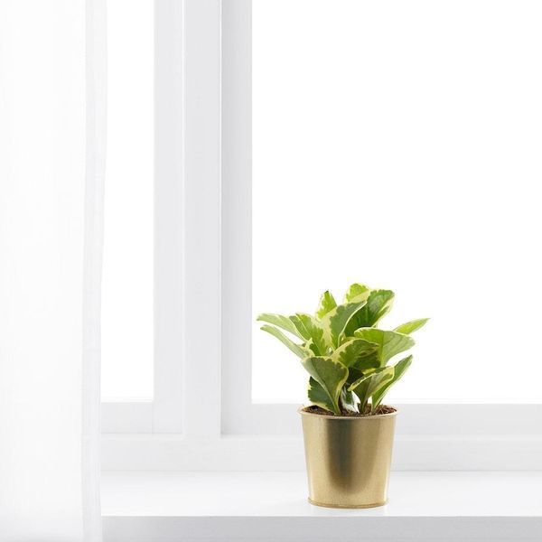 Горшок для цветов IKEA DAIDAI Диаметр - 9 см Золотистый 703.594.01 703.594.01 ➜ Пакуємо МИ📦 фото