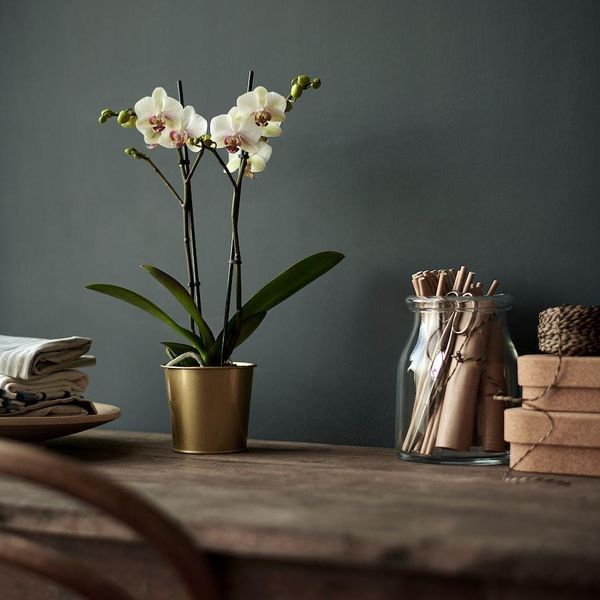 Горшок для цветов IKEA DAIDAI Диаметр - 9 см Золотистый 703.594.01 703.594.01 ➜ Пакуємо МИ📦 фото