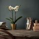 Горшок для цветов IKEA DAIDAI Диаметр - 9 см Золотистый 703.594.01 703.594.01 ➜ Пакуємо МИ📦 фото 2
