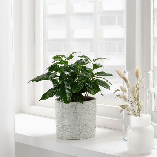 Горшок для цветов IKEA CHIAFRÖN Диаметр - 12 см Керамический 504.757.60 504.757.60 ➜ Пакуємо МИ📦 фото Горшок для цветов IKEA CHIAFRÖN Диаметр - 12 см Керамический 504.757.60 504.757.60 ➜ Пакуємо МИ📦 фото