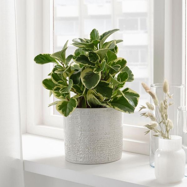 Горщик для квітів IKEA CHIAFRÖN Діаметр - 15 см Керамічний 604.757.93 604.757.93 ➜ Пакуємо МИ📦 фото Горщик для квітів IKEA CHIAFRÖN Діаметр - 15 см Керамічний 604.757.93 604.757.93 ➜ Пакуємо МИ📦 фото