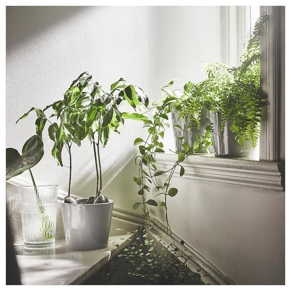 Ваза IKEA SMÄLLSPIREA Высота - 17 см Стеклянная 905.421.78 905.421.78 ➜ Пакуємо МИ📦 фото Ваза IKEA SMÄLLSPIREA Высота - 17 см Стеклянная 905.421.78 905.421.78 ➜ Пакуємо МИ📦 фото
