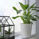 Горшок для цветов IKEA SOJAB&Ouml;NA Диаметр - 19 см Белый 505.335.76 505.335.76 ➜ Пакуємо МИ📦 фото 5